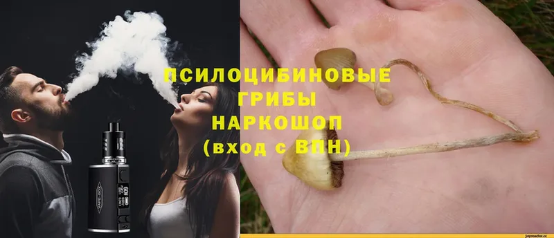 Псилоцибиновые грибы Cubensis  Чусовой 